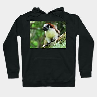 White Chested Monkey Perching in Tree Hoodie